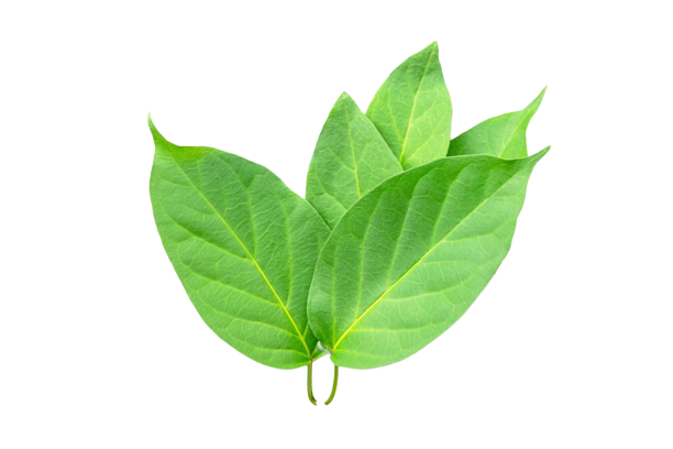 Gymnema Sylvestre Leaf 