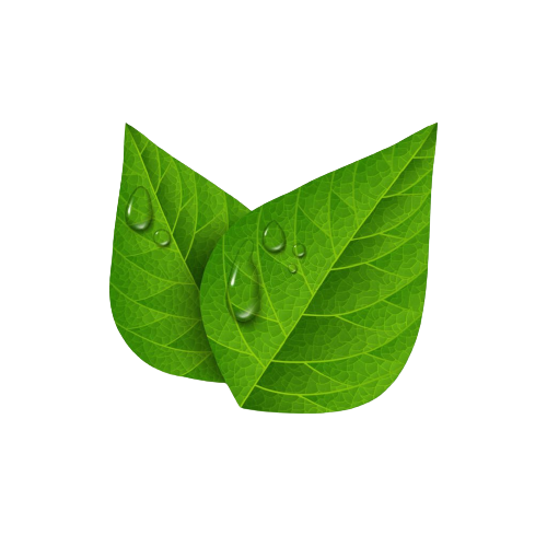 Green Tea - Leaf Extract